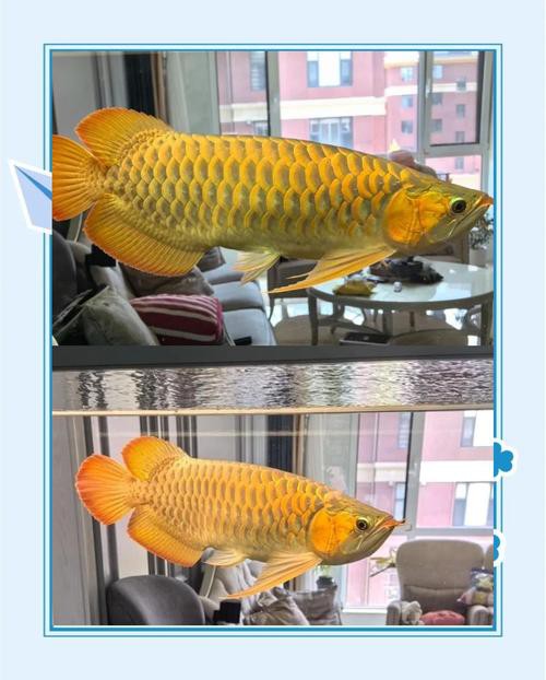 巨型金龍魚長什么樣子圖片欣賞