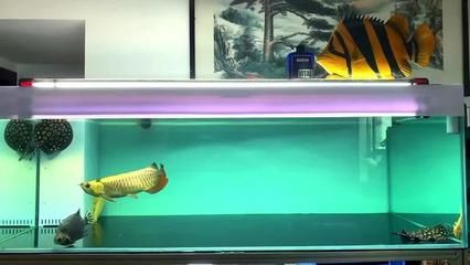 皇冠魟魚適合的水溫：皇冠魟魚的飼養需要注意水溫的控制