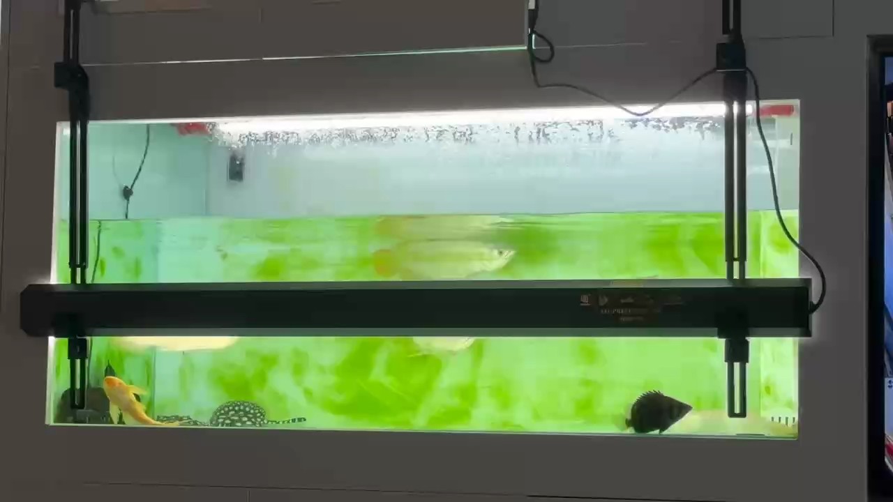 龍魚混養第五天，下了兩條黃化銀龍陪玩