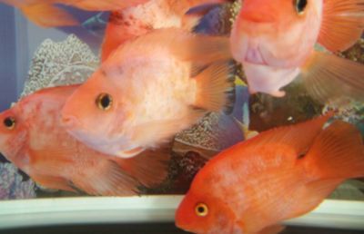 過背金龍魚發(fā)色過程圖解視頻(過背金龍魚用什么顏色背景)