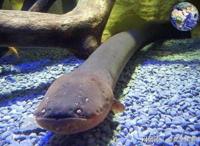 龍魚食量減少vs祥龍魚場：如何判斷龍魚是否生病