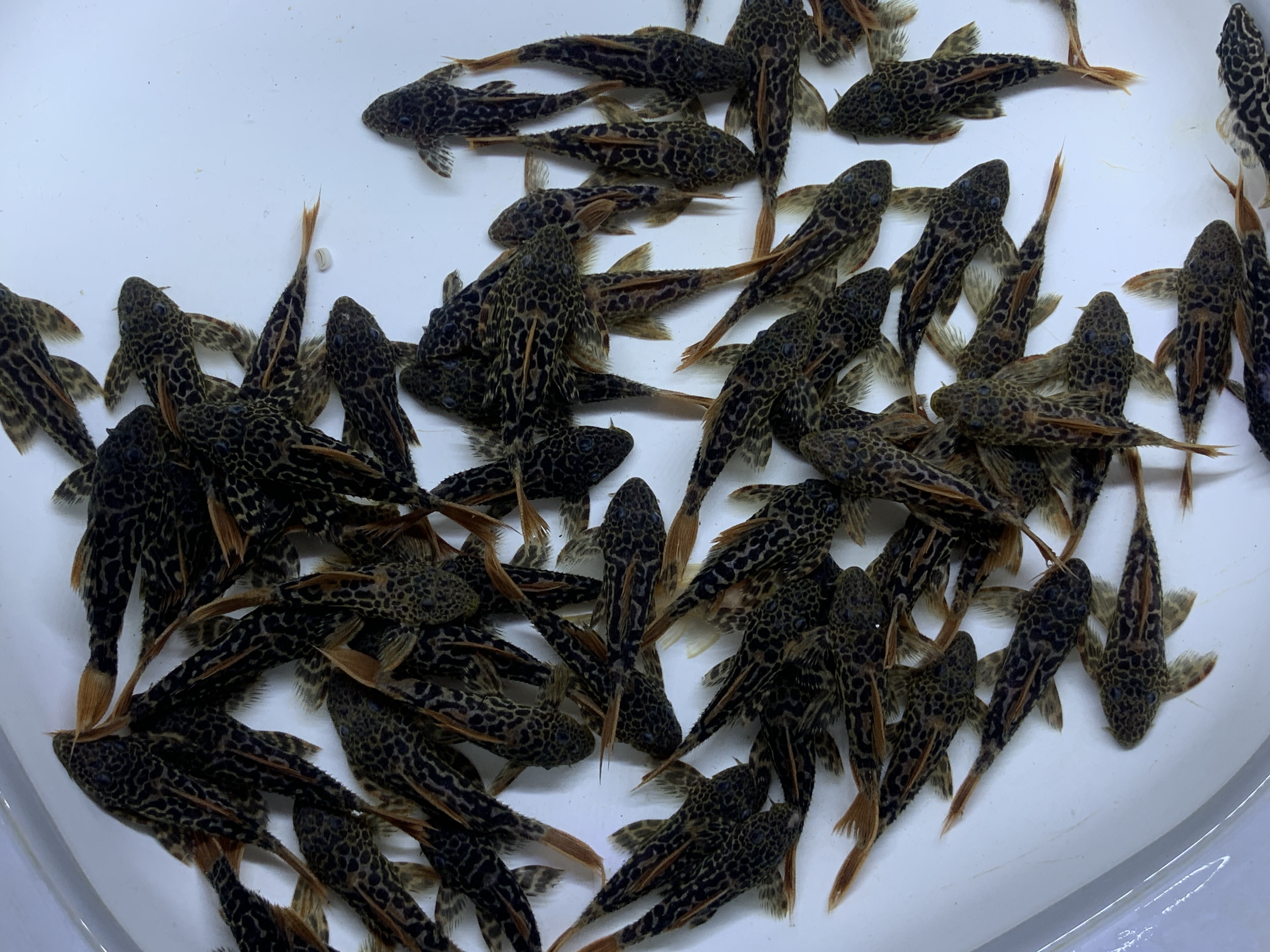博特缸真心累