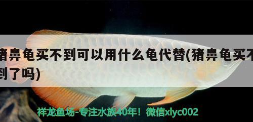豬鼻龜買不到可以用什么龜代替(豬鼻龜買不到了嗎) 豬鼻龜買不到可以用什么龜代替(豬鼻龜買不到了嗎) 豬鼻龜百科