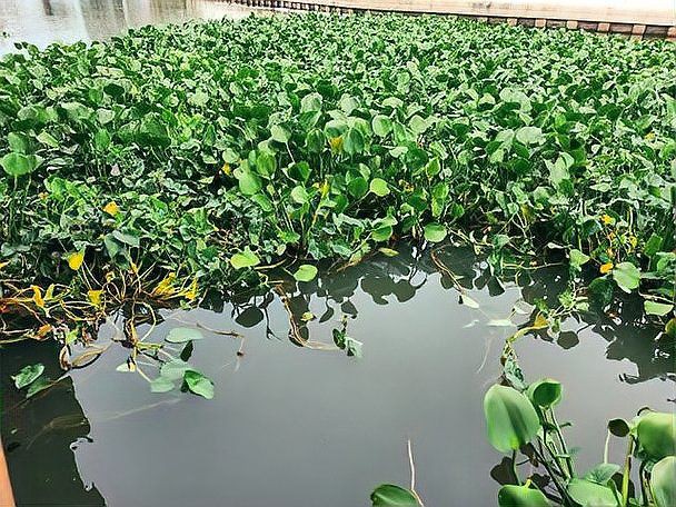 石龜多久需要清洗一次？，《石龜多久需要清洗一次？》