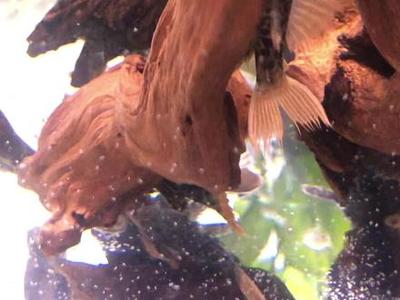 水族主題咖啡店 （水族咖啡館）