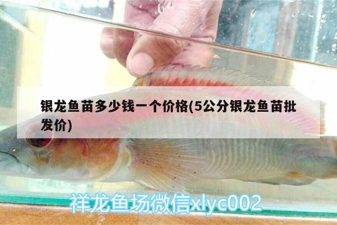 銀龍魚苗多少錢一個價格(5公分銀龍魚苗批發價)