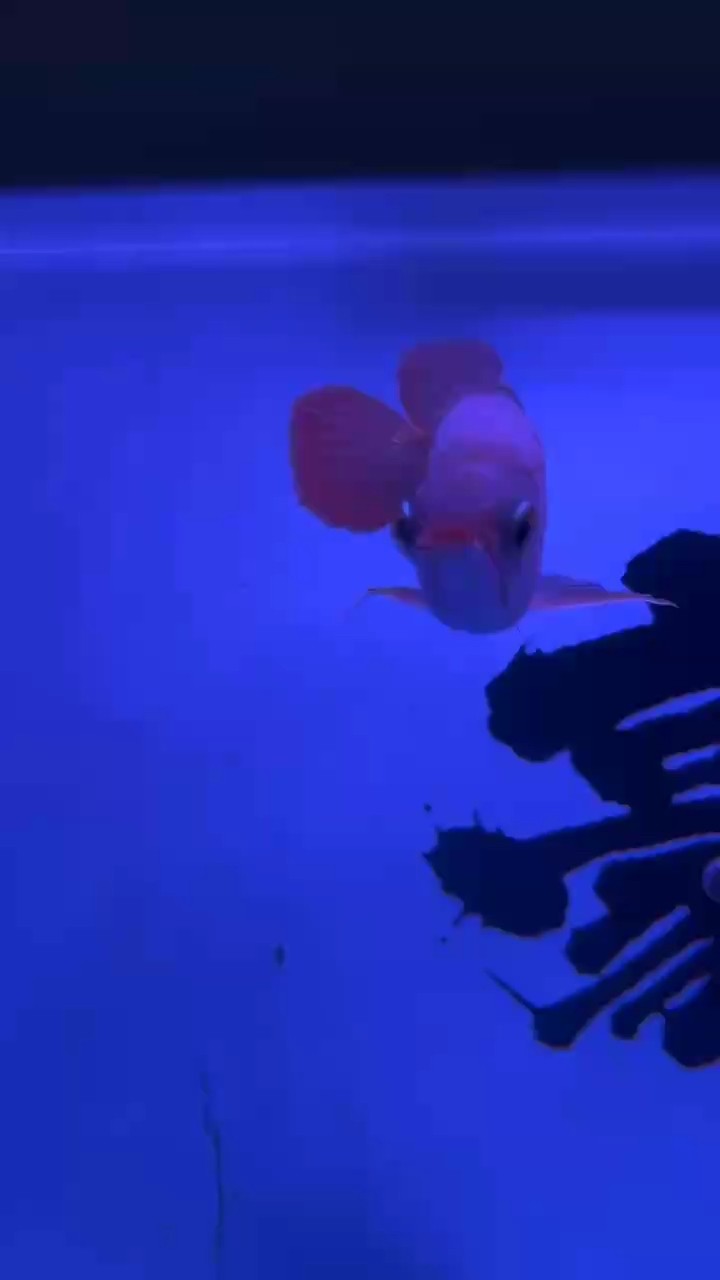 麻煩魚友們給看看 這條小紅龍品相怎么樣