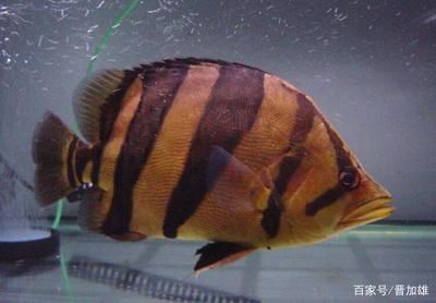 虎魚身上紋路淡淡的是什么魚圖片：虎魚身上紋路淡淡可能是什么魚圖片虎魚身上紋路淡淡可能有多種