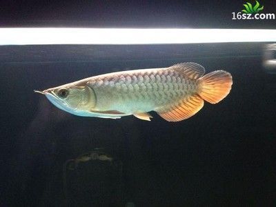 用瓷磚做魚缸需要注意哪些事情？，瓷磚做魚缸要注意哪些事情