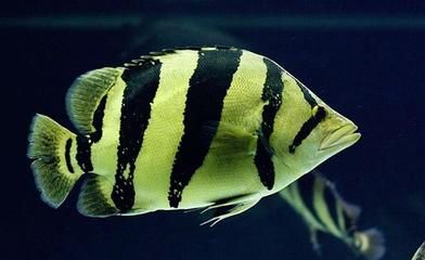 虎魚底色發白：虎魚底色發白可能是由于多種原因引起的