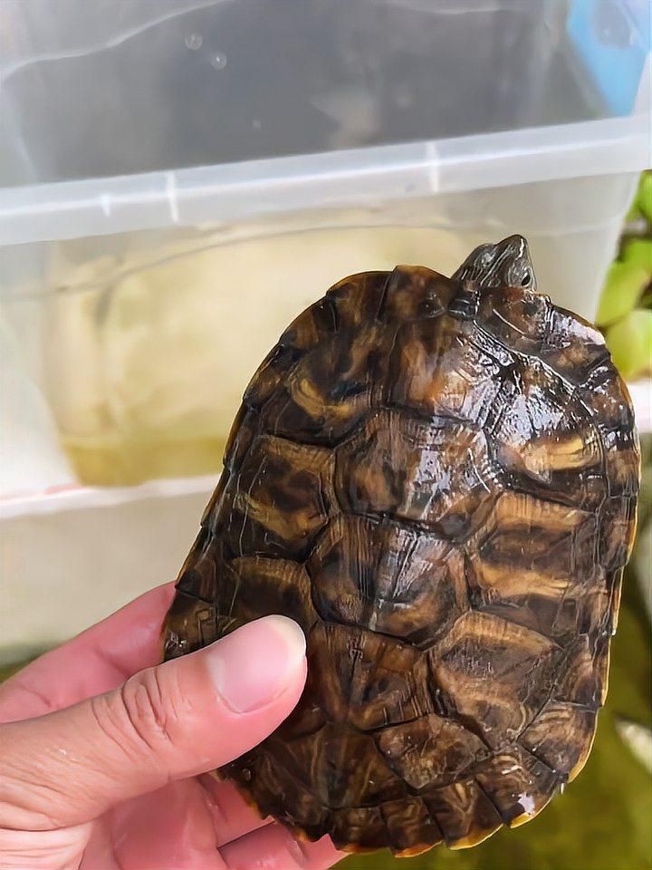 露天大缸養魚注意什么，《露天大缸養魚注意什么》