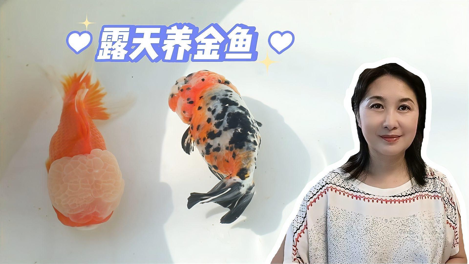 露天大缸養魚注意什么，《露天大缸養魚注意什么》