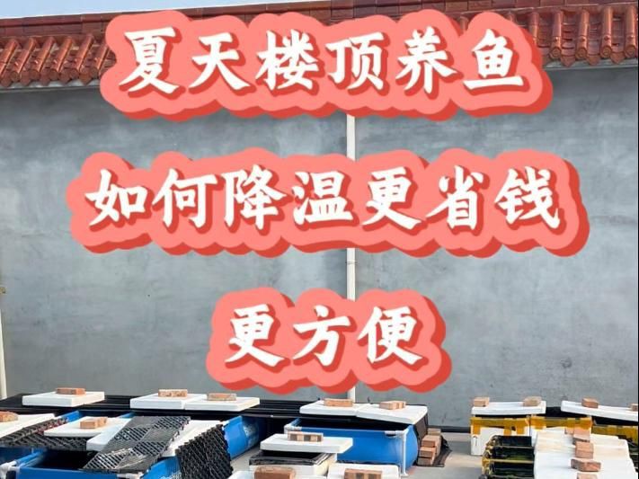 露天大缸養魚注意什么，《露天大缸養魚注意什么》
