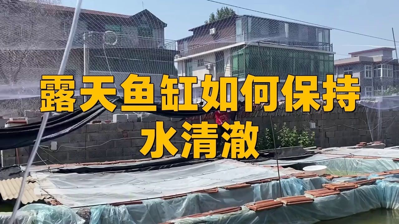 露天大缸養魚注意什么，《露天大缸養魚注意什么》