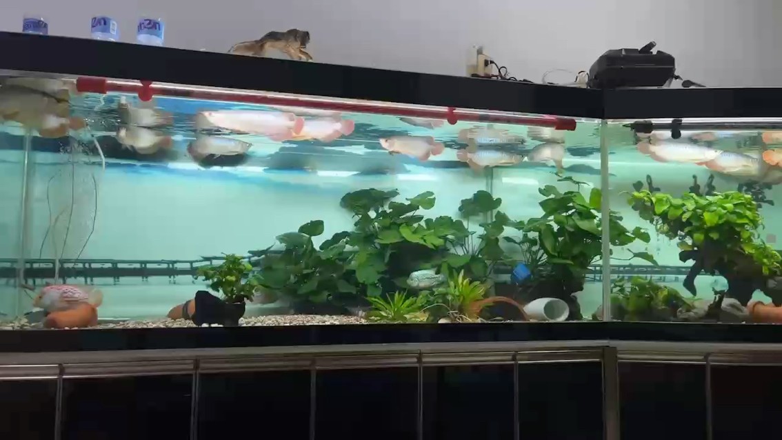 好慘，去深圳四天。餓了四天，回來一看，尾巴又大了。 好慘，去深圳四天。餓了四天，回來一看，尾巴又大了。 龍魚論壇