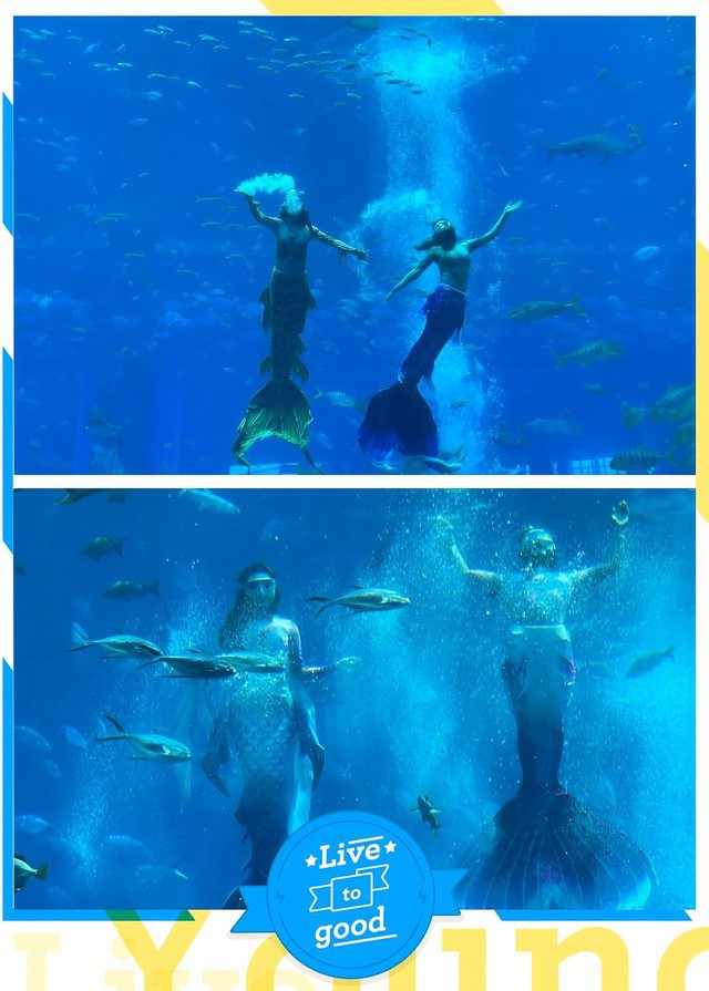 三沙水族店，三亞亞特蘭蒂斯水族館探秘欣欣love到處走走三沙水族店有潛水體驗嗎