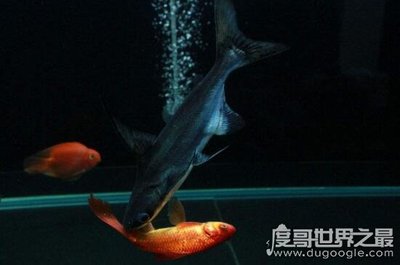 招財貓魚和龍魚哪個厲害一點啊(招財魚和銀龍魚哪個好)