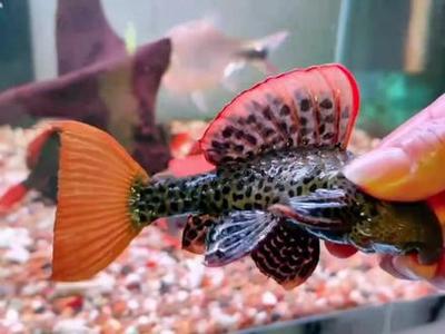 養殖魚的價格比豬肉貴(養殖啥魚成本比較低)