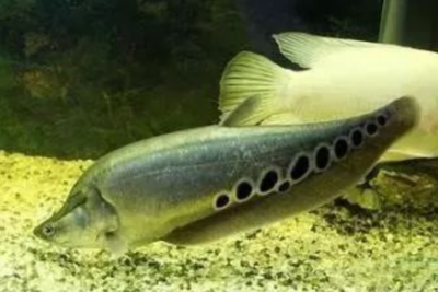 改善魟魚水質的具體操作步驟：如何改善魟魚水質