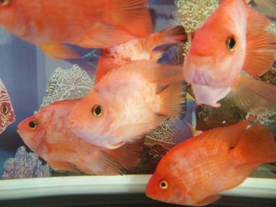 購買魟魚注意事項：關于購買魟魚的注意事項