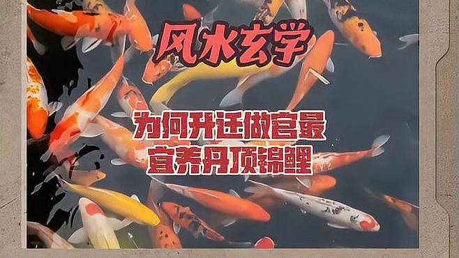 丹頂錦鯉貴嗎值得養嗎，《丹頂錦鯉貴嗎值得養嗎》