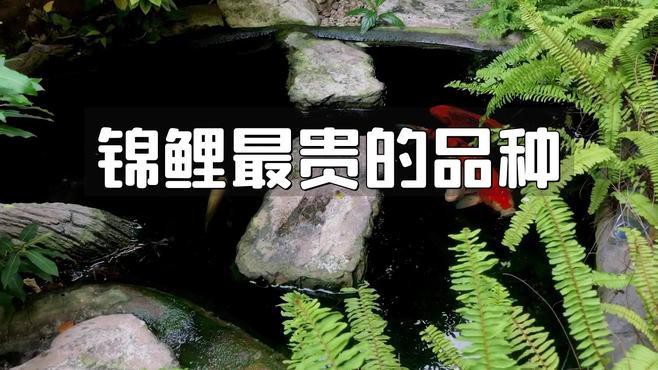 丹頂錦鯉貴嗎值得養嗎，《丹頂錦鯉貴嗎值得養嗎》