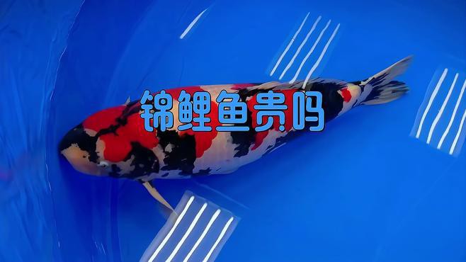 丹頂錦鯉貴嗎值得養嗎，《丹頂錦鯉貴嗎值得養嗎》