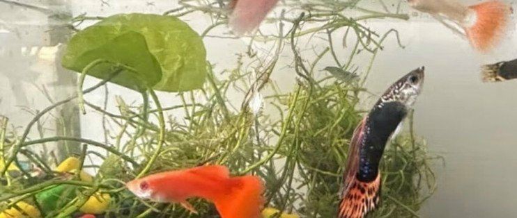 舊魚缸送人最忌三件事，舊魚缸送人最忌三件事需謹慎，舊魚缸送人最忌三件事