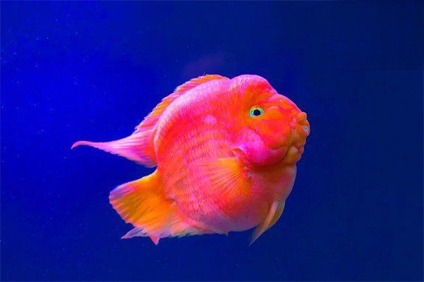 魚(yú)鰓蓋爛了會(huì)影響魚(yú)的壽命嗎？，魚(yú)鰓上面爛怎么回事