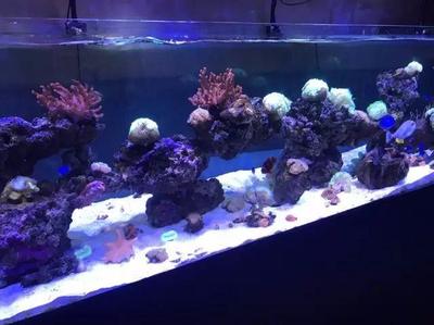 深圳市南山區(qū)鳳凰花苑花店 深圳市南山區(qū)鳳凰花苑花店 全國水族館企業(yè)名錄 第3張