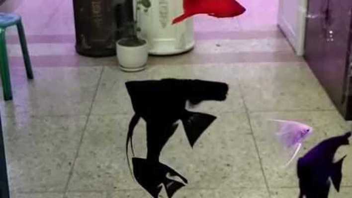 250l魚缸用多大水泵：一個250升的魚缸水泵選擇適合魚缸的水泵需要考慮多個因素 250l魚缸用多大水泵：一個250升的魚缸水泵選擇適合魚缸的水泵需要考慮多個因素 魚缸百科 第1張