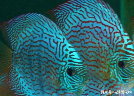 龍魚適合溫度是多少度vs祥龍魚場：祥龍魚場龍魚飼養常見問題解答如何挑選健康的龍魚