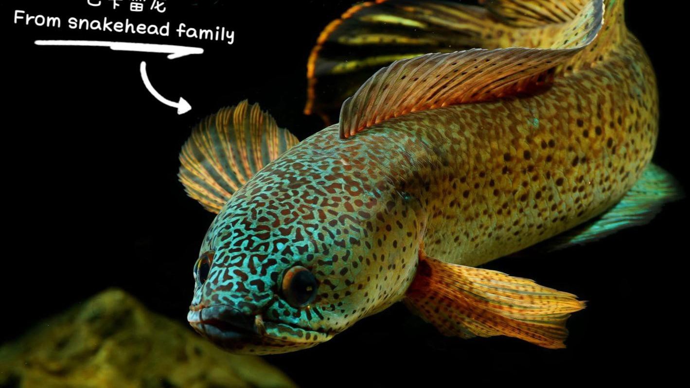 哪些品種的雷龍魚最受歡迎？，哪種雷龍魚最具觀賞價值且容易飼養 哪些品種的雷龍魚最受歡迎？，哪種雷龍魚最具觀賞價值且容易飼養 龍魚百科 第6張