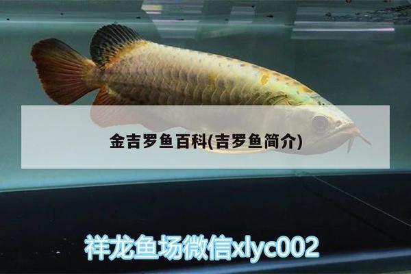 創寧變頻水泵功率實測多少瓦(創寧變頻水泵型號的區別)