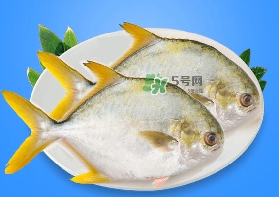 龍魚狀態不好封缸怎么辦呢 龍魚狀態不好封缸怎么辦呢 龍魚百科 第3張