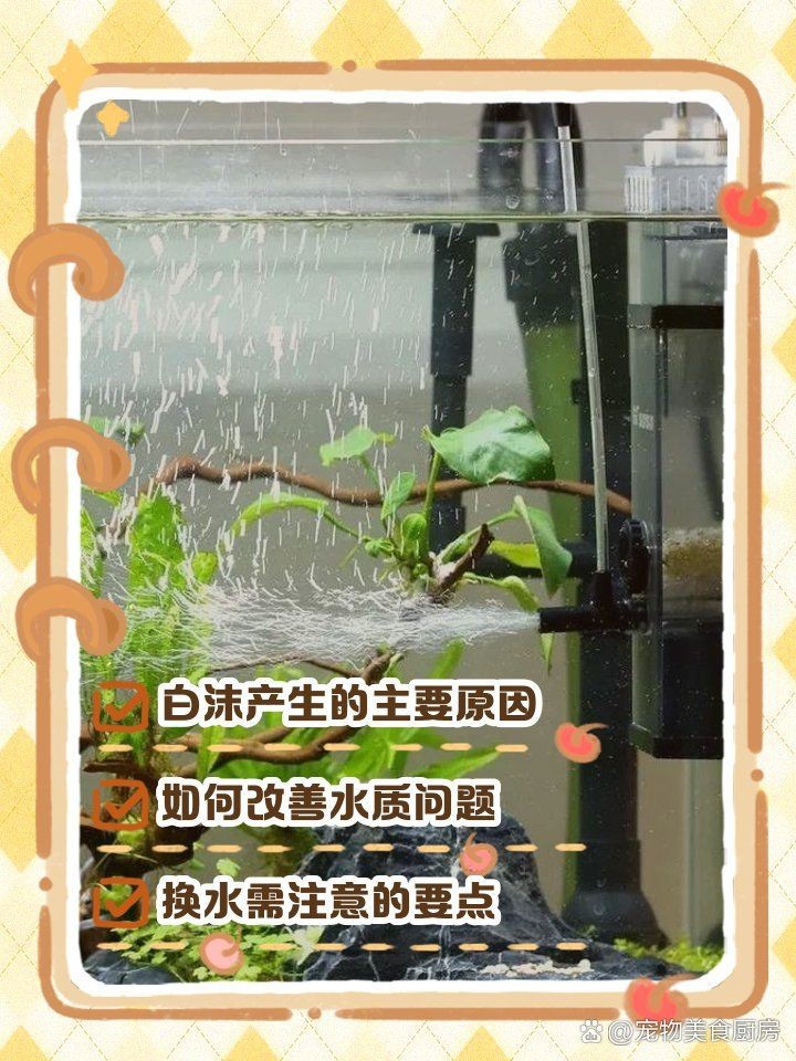 金昌魚缸維護，金昌地區的魚缸維護需注重科學方法與細節管理