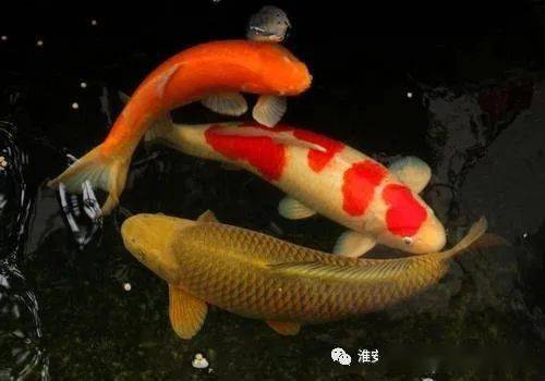 1米8魚缸多少升水合適：1米8魚缸多少升水合適1米8魚缸多少升水合適