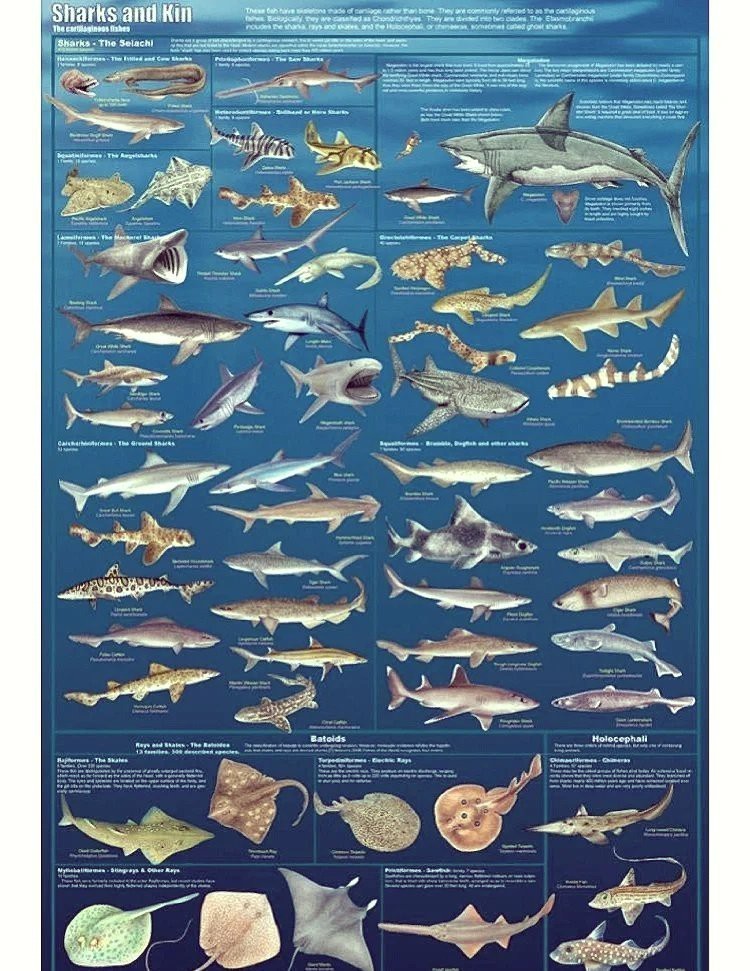 全球魚(yú)大全一覽表，《全球魚(yú)大全》 全球魚(yú)大全一覽表，《全球魚(yú)大全》 龍魚(yú)論壇 第3張