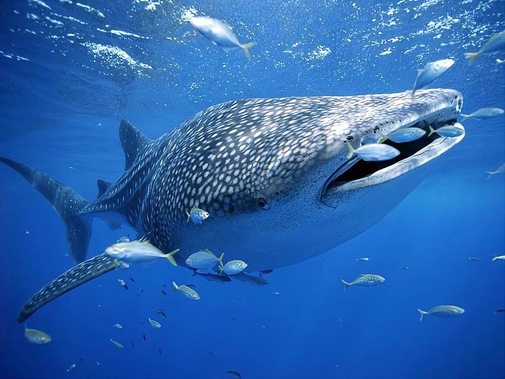 全球魚(yú)大全一覽表，《全球魚(yú)大全》 全球魚(yú)大全一覽表，《全球魚(yú)大全》 龍魚(yú)論壇 第4張