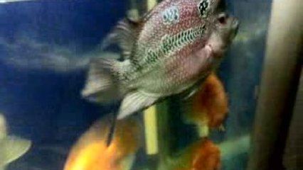 創寧變頻水泵流量衰減維修(創寧變頻水泵怎么調檔位)