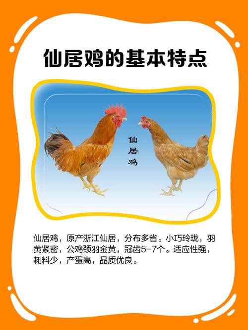 保家仙雞頭朝向正確圖，保家仙雞頭朝向的正確圖示