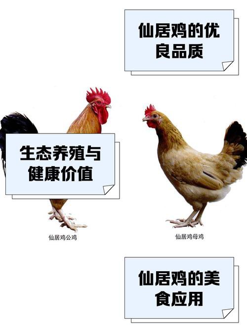 保家仙雞頭朝向正確圖，保家仙雞頭朝向的正確圖示