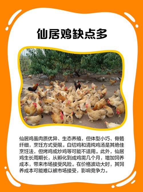 保家仙雞頭朝向正確圖，保家仙雞頭朝向的正確圖示