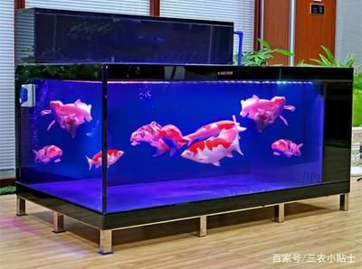 50x30x30魚缸可以養多少條魚？：50x30x30x30x30x30x30x30x30x30x30