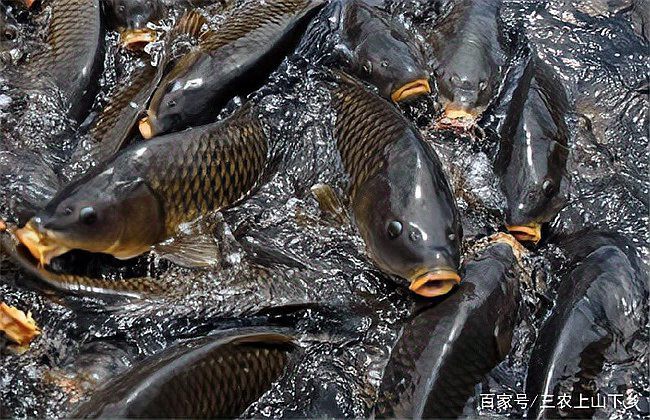 再詳細說說錦鯉和龍魚的飼養成本，錦鯉與龍魚的飼養成本與利潤分析三農上山下鄉養魚的利潤