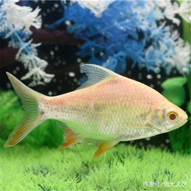 白化觀賞魚品種（白化觀賞魚是指那些因為基因變異而全身呈現出白色或淡黃色的觀賞魚）