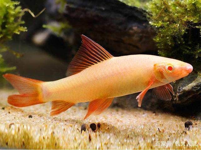 白化觀賞魚品種（白化觀賞魚是指那些因為基因變異而全身呈現出白色或淡黃色的觀賞魚）