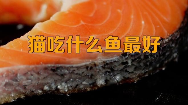 貓咪最愛吃的四種魚，貓咪對魚類有著天然的喜愛