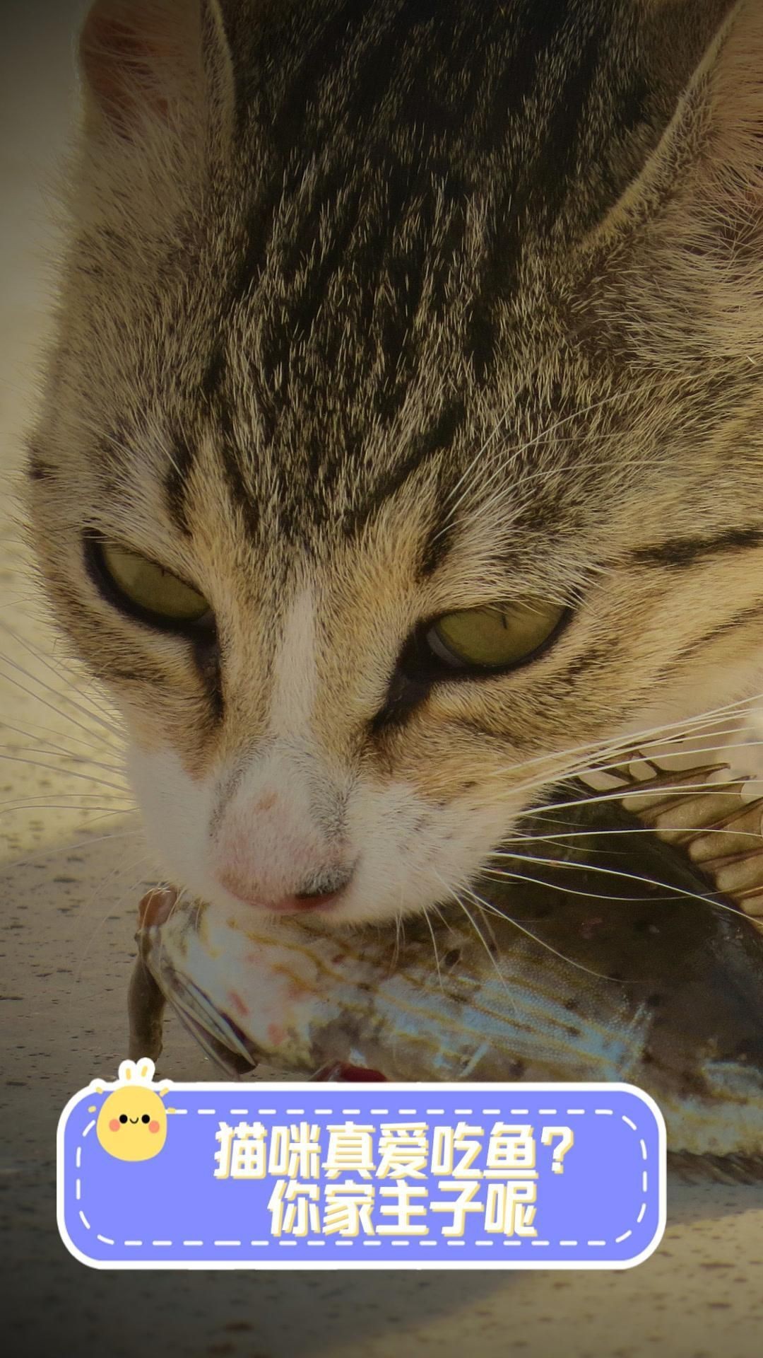 貓咪最愛吃的四種魚，貓咪對魚類有著天然的喜愛