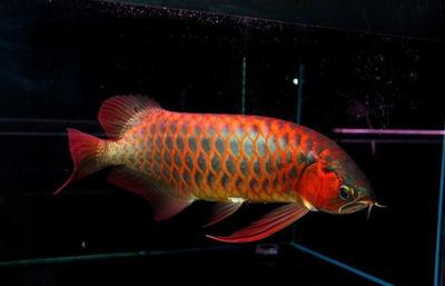 印尼紅龍魚怎么養才紅色的：印尼紅龍魚的飼養方法